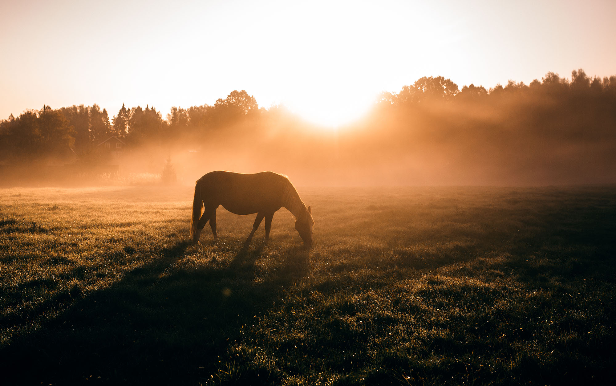 Cheval dans la nature au lever du jour formation communication animale