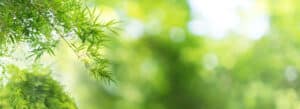 Pratiquants de Qi Gong en plein air au lever du soleil